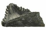 Bizarre Shark (Edestus) Jaw Section with Tooth - Carboniferous #269637-1